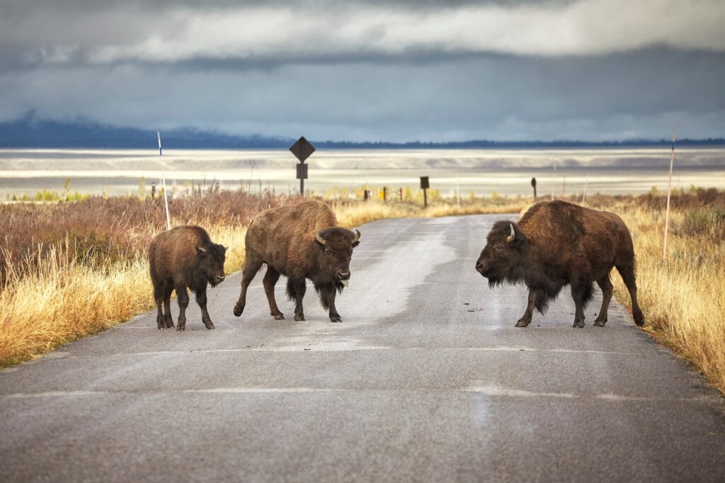 Moving To Wyoming
